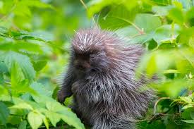 Studies on running speeds in humans and mice have shown that on average, males are faster than. The Truth About Porcupine Projectiles Your Great Outdoors