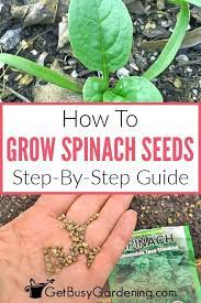 In hot weather, set up temporary shade for your spinach crop to stop the soil drying out and the crop bolting (running to seed). How To Grow Spinach From Seed The Complete Step By Step Guide Growing Spinach Spinach Seeds Grow Spinach