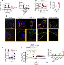 It is a nonlinear transformation of the rgb color note: Trpc1 Participates In The Hsv 1 Infection Process By Facilitating Viral Entry Science Advances