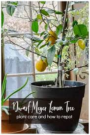 I Dropped My Dwarf Meyer Lemon Tree And The Pot Broke See How I Transplanted It Into A New Pot And Meyer Lemon Tree Lemon Tree Plants Meyer Lemon Tree Potted