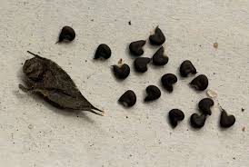 Image result for Abutilon lauraster