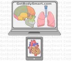 Human anatomy atlas for pc has builtin definitions and descriptions relating to every anatomical please send link hello please send link for free download visible body human anatomy atlas this site is fantastic. Getbodysmart Interactive Tutorials And Quizzes On Human Anatomy And Physiology Human Anatomy And Physiology Human Anatomy Anatomy And Physiology Textbook