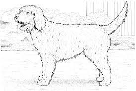 Free, printable puppy coloring pictures are of fun for kids to print and color! Realistic Dog Coloring Pages Novocom Top