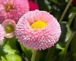 Image result for Bellis