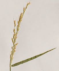 Image result for Melinis macrochaeta