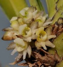 Image result for Ancistrorhynchus clandestinus