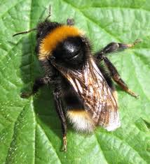 Image result for Bombus bohemicus