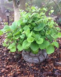 Image result for Dioscorea asteriscus