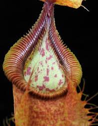 Image result for Nesaea spathulata