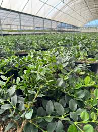 Image result for Carissa