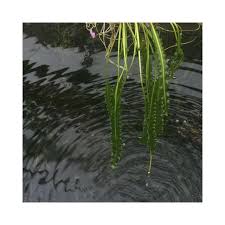 Image result for Aponogeton junceus