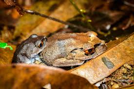 Image result for Lepidagathis andersoniana