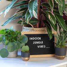 Maybe you would like to learn more about one of these? Chinese Money Plant How To Care For Pilea Peperomioides Houseplants
