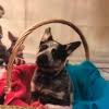 Get happy tails pet grooming reviews, ratings, business hours, phone numbers, and directions. Best 30 Dog Grooming In Sidney Oh With Reviews Yp Com