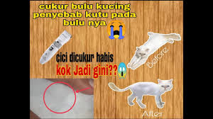 Sangat kecil sekali sehingga kita kadang tidak menyadari bahwa terdapat banyak telur kutu yang berada di keset ataupun kandang. Berantas Kutu Sampai Telur Telurnya Cukur Bulu Kucing Sampai Habis Karena Banyak Kutu Telurnya Youtube