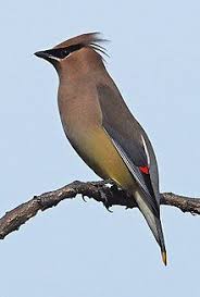 Birds Native To Virginia Beach Cedar Waxwing Wikipedia In 2020 Cedar Waxwing Backyard Birds Colonial Beach