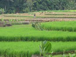 Restoran bebek tepi sawah ubud, bali /gianyar. Makan Di Tepi Sawah Yang Indah Kompasiana Com