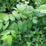 Image result for Maesopsis eminii