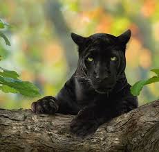 This enhanced perspective allows individuals to see things from. When Bagheera Came To Life Meet The Man Behind The Viral Black Panther Image
