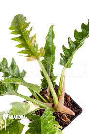 Araflora Exotic Flora More Philodendron Ring Of Fire