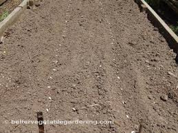 Where to plant the seeds depends on your garden space and type of bean chosen. Growing Bush Beans In The Home Vegetable Garden