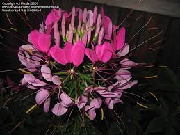 Image result for Cleome houtteana