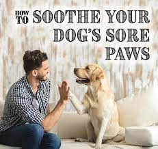 Unless you're regularly washing, drying or trimming his paws, chances are the answer to this question. How To Soothe Your Dog S Sore Paws Entirelypets