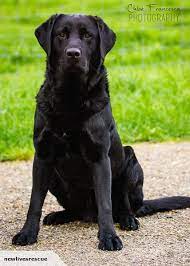 New Lives Rescue Rex The Labrador 3 Years Old Dog Adoption Dogs Labrador