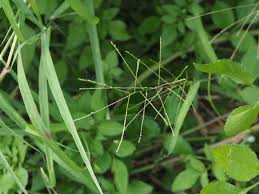 Image result for Dinebra