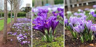 See what winter is really like in melbourne in my latest. Perennial Garden Design In Winter Ian Barker Gardens