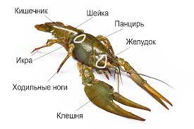 Kak Pravilno Est Rakov Donskie Raki