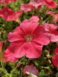 Image result for Petunia axillaris