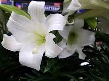 Image result