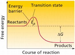 Reactions Enzymes