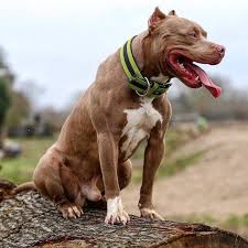 318 Likes 1 Comments Pitbull Fans Pitbullfans On Instagram Razor Pitbull Terrier American Pitbull Terrier Pitbulls