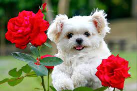 134 Puppy Wallpaper Background Photos Hd Images Cute Puppy Wallpaper Cute Puppies Puppy Wallpaper
