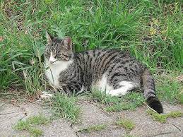 tierschutz sauer wegen importierter katzen 1815 ch