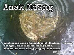 Umpan mancing udang galah : Jenis Umpan Sesuai Utk Udang Kolam Memancing Udang Zz Facebook
