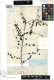 Image result for Phyllanthus nummulariifolius