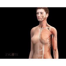 Find free pictures, photos, diagrams, images and information related to the human body right here at science kids. Zygote Complete 3d Female Anatomy Model Medically Accurate Human