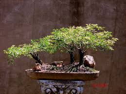 Image result for Acacia burkei