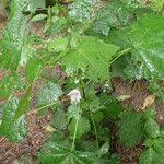 Image result for Pavonia columella