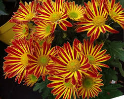 Image result for Chrysanthellum indicum