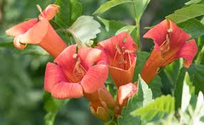 Image result for Bignoniaceae