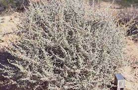 The many uses of the chamizo plant. Sonoran Desert Plants Ambrosia Dumosa White Bur Sage Chamizo