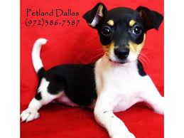The rat terrier has sometimes been described as having a dual personality. Rat Terrier Puppies Petland Dallas Tx