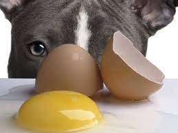 Eggs are also high in protein, as well as containing loads of essential fatty and amino acids. Is It Safe To Feed Dogs Raw Eggs Pethelpful