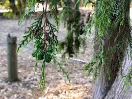 Image result for Cupressus funebris