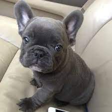 5 miles 10 miles 25 miles 50 miles 100 miles 200 miles 500 miles. 5 Best French Bulldog Breeders In North Carolina 2021 We Love Doodles