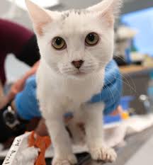 The Megan Salzman Medica and John Kevin Medica Veterinary Scholarship